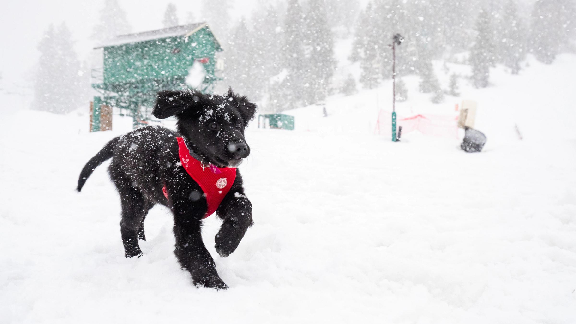 Meet BBMR's Patrol Dog | Exclusive Q&A with Big Bear Mountain Resort