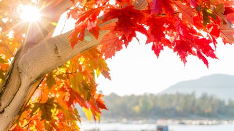 Tree with red and amber leaves with shot of the lake in the background