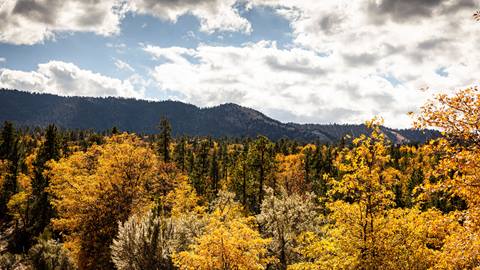 Ariel view of fall colors with mountain and sky in background