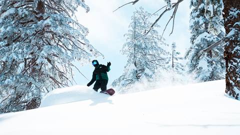 Snowboarder in the trees on untouched powder doing a slash on a bluebird day